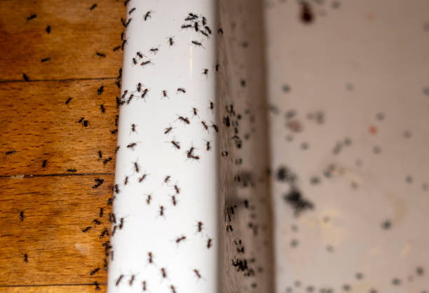 Best Commercial Pest Control Services  in Vienna, IL