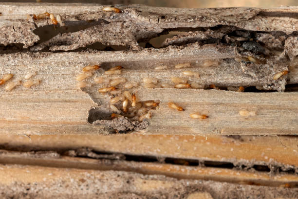 Best Bed Bug Extermination  in Vienna, IL