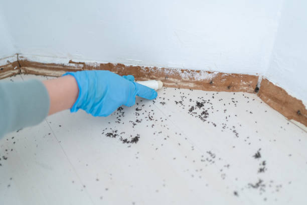 Best Termite Control Services  in Vienna, IL
